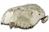 Partial Oreodont (Merycoidodon) Upper Skull - South Dakota #355530-3